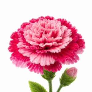 Clavel de limpiapipas